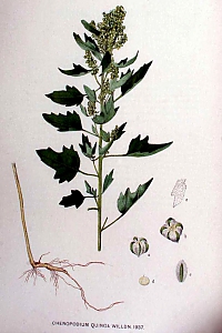 chenopodium quinoa