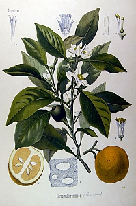 citrus vulgaris