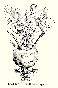 Brassica oleracea