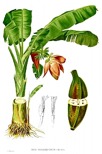 Musa ssp.