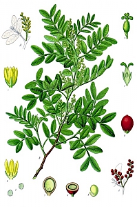 pistacia lentiscius