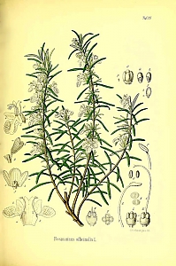 rosmarinus officinalis