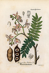 tamarindus indica