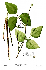 vigna unguiculata