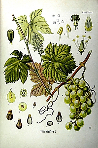vitis vinifera