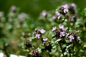 Bohnenkraut, Blüte