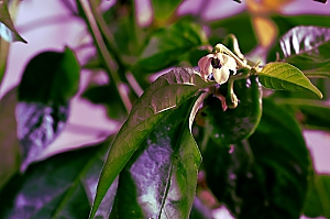 Chili habanero Blüte