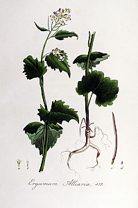 alliaria petiolata