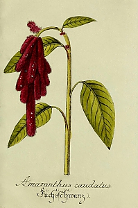 amaranthus caudatus