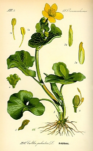 Caltha palustris