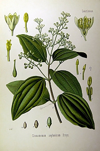 cinnamonum zelanicum