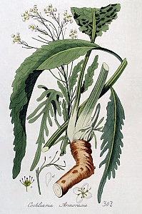 armoracia rusticana
