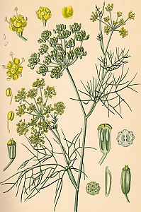 foeniculum vulgare