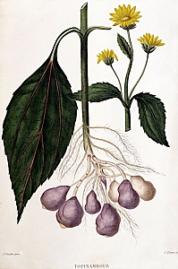 helianthus tuberosus