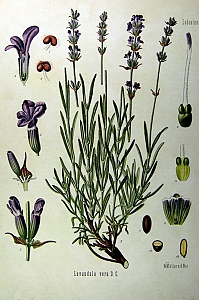 lavandula angustifolia