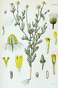 matricaria chamomilla L.