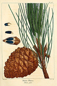 pinus pinea