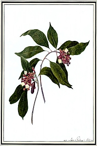 syzygium aromaticum