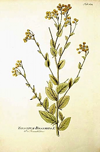 tanacetum balsamita