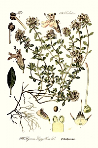 thymus serpyllum