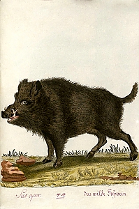 Wildschwein (sus scrofa scrofa)