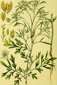 lepidium sativum