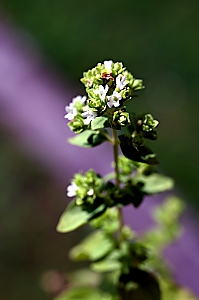 Oregano Bl&uuml;te