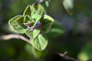 Oregano