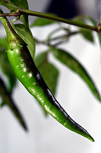 Chili Rawit gr&uuml;n