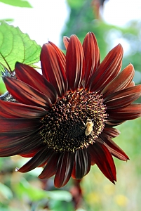 dunkle Sonnenblume