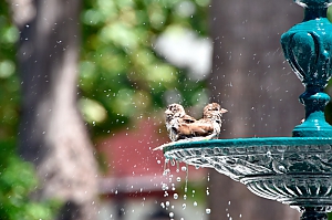 Vögel beim Wasserbad in Cadiz